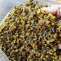 野菊花，贵州遵义绥阳县太白镇，干统货18元一斤包邮