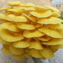 榆黄菇菌棒菌包出菇棒