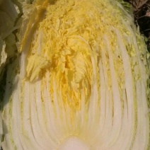 精品黄心菜！大量供应！
