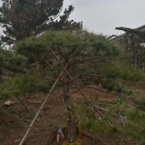 造型松树