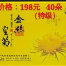 金丝皇菊