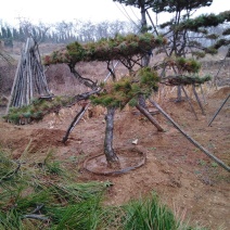 造型松