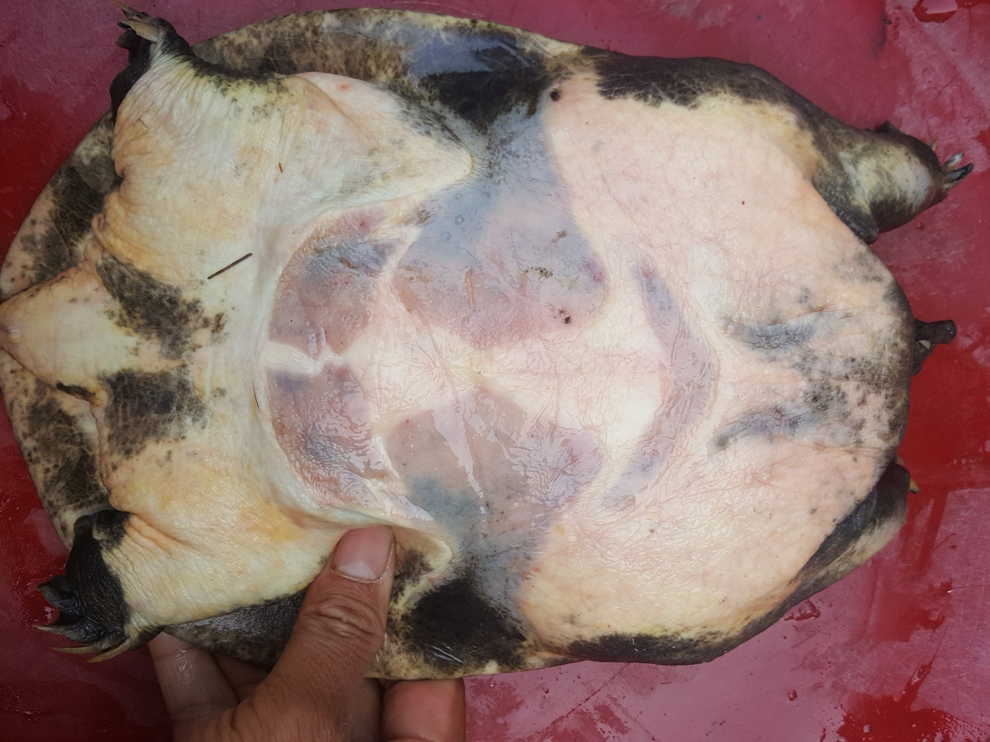 高清显微摄影:左上为健康南美白对虾头胸甲光滑无斑;右上为细菌性黑斑(密集针尖黑点,边缘微红肿);左下为真菌性黑斑(黑斑中心可见白色菌丝团);右下为重金属中毒黑斑(均匀细密黑点,伴肝胰腺褪色。标尺=1mm,40×物镜拍摄 对虾黑斑病典型症状对比图