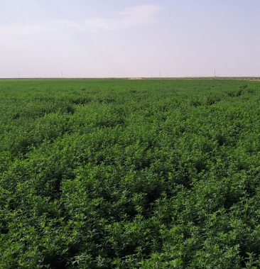 青贮苜蓿,裹包苜蓿,干草苜蓿,牛羊饲料指标好大方捆好运输