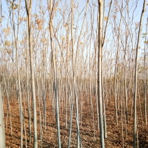 供应4栾树，干直一级标准，数量充足