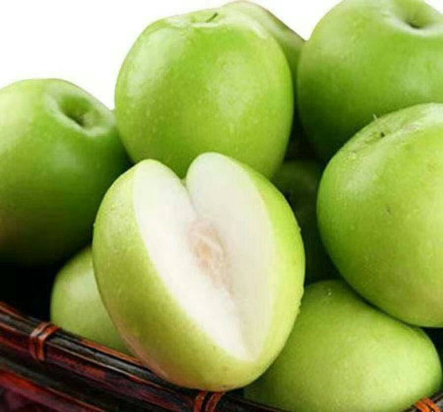 台湾大青枣苗成果对比图：左侧为普通青枣苗果实（大小不均、表皮粗糙、部分裂果），右侧为同地块台湾大青枣苗果实（果形端正、光泽明亮、单果硕大均匀）