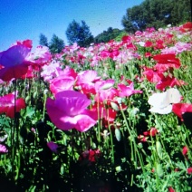 波斯菊