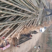 泡桐3-4-5公分河南泡桐树苗基地上千亩可供挑选