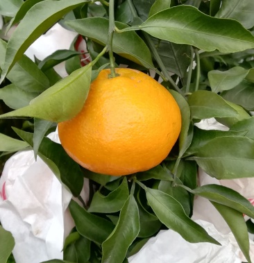 50元/斤 - 一亩田