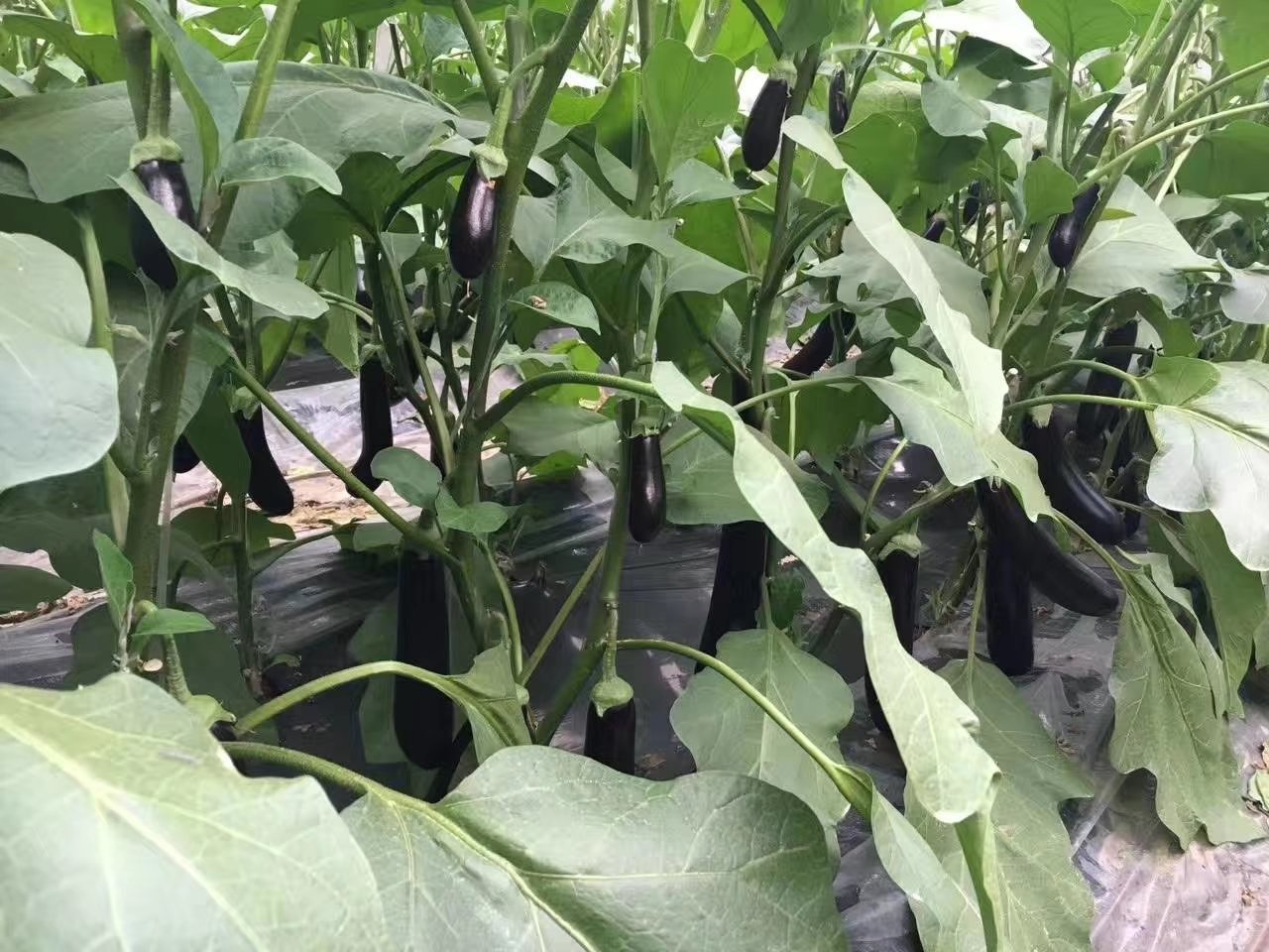 展示两种茄子类型的实物对比:左侧为三根并列的深紫色长茄,果形修长笔直,表面光滑有光泽;右侧为两个圆形茄子,呈扁球状,颜色偏紫红,果蒂宽大,整体显得敦实厚重。背景为田间土壤与绿叶衬托,突出形态差异 长茄与圆茄对比图示