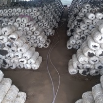 平菇高产菌棒，菌棒重量5公斤左，