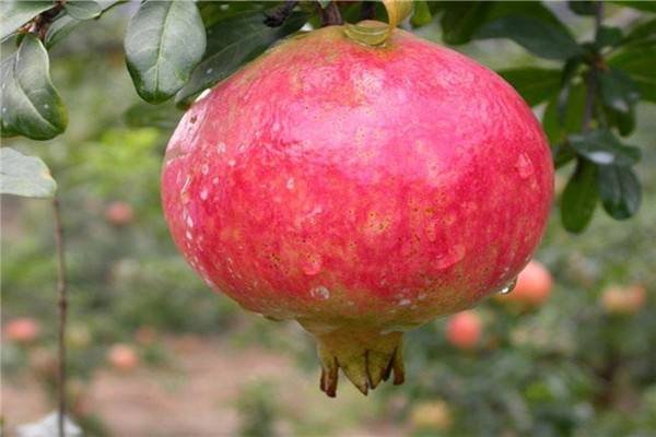 成熟的南方石榴果实特写,果皮红润,果肉晶莹剔透,展现饱满多汁的状态 成熟的南方石榴果实特写