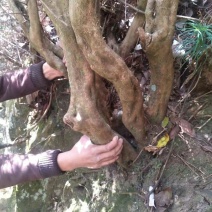 杜鹃花映山红