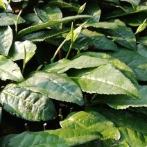 白茶苗