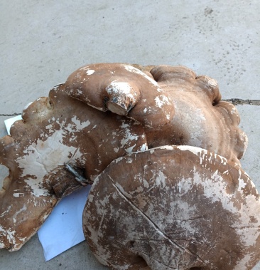 东北野生白灵芝白灵芝又名玉芝白桦树白灵芝