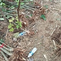 梓树苗
