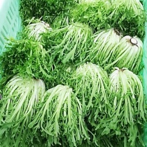精品菊花苦菊