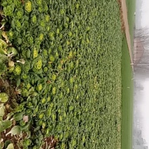 黄心菜