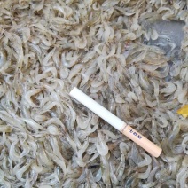 小虾批发大量有货常年有货品质操作价格还美丽额