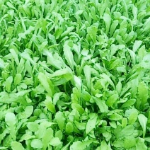 荠菜