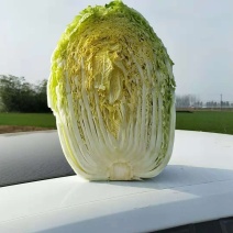 黄心菜金清黄心一号大量上市