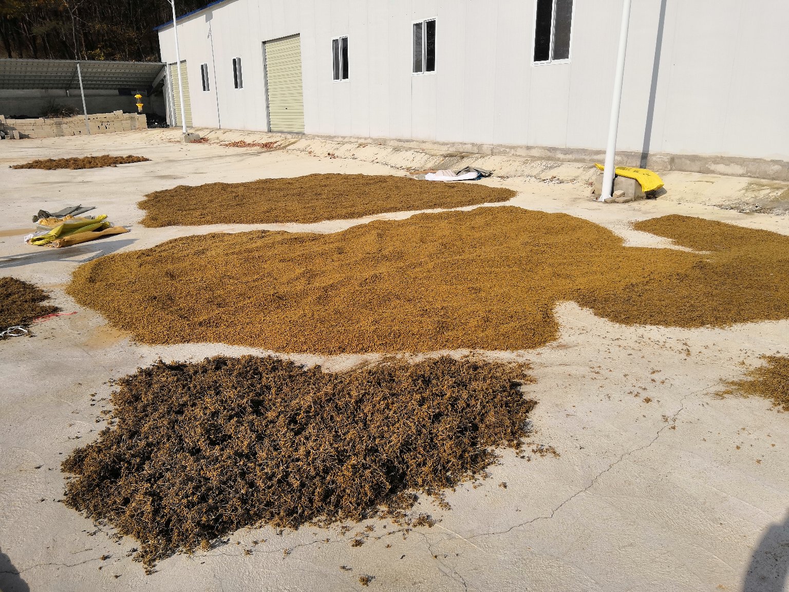 一名女性正在用纱布蘸取野菊花药液涂抹手臂上的擦伤,旁边摆放着干野菊花和煮药锅,展示家庭外用止血的实际操作场景 野菊花止血应用场景示意图