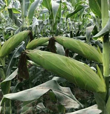 大田高产抗旱 大棒 饲料玉米种子 808 超级杂交玉米