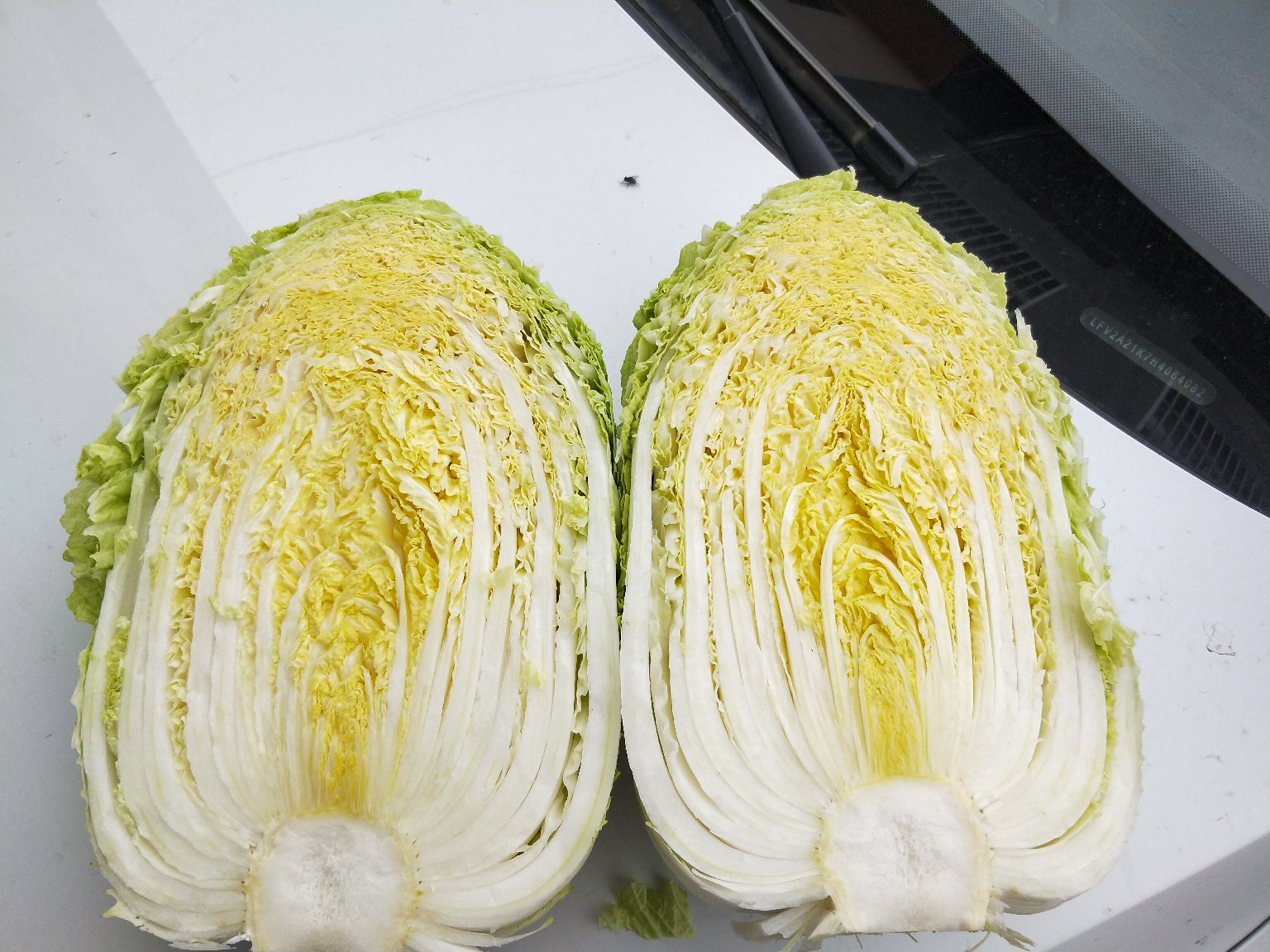 青杂三号白菜切开后的内部结构