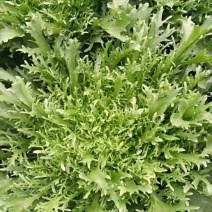 细叶苦菊单颗半斤左右