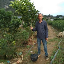 三红蜜柚树