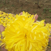 菊花茶