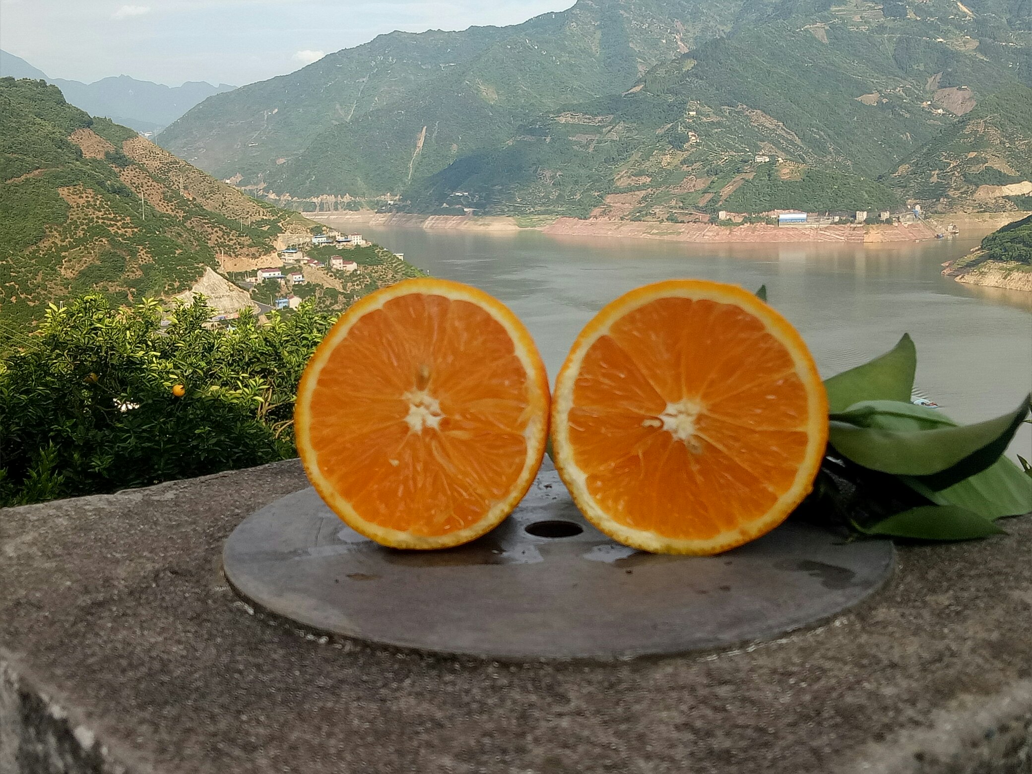 秭归脐橙与赣南脐橙鲜果横切面对比实拍,突出果肉色泽、汁囊结构、脐部形态差异,并融合两地文化地标符号,强化‘同源异彩’认知 秭归与赣南脐橙对比品鉴图:木质托盘上并列摆放两枚新鲜切开的脐橙横截面,左侧标注‘秭归脐橙’(果肉橙红、汁囊细密、中心脐孔微开),右侧标注‘赣南脐橙’(果肉明黄、汁囊硕大、中心脐孔闭合),背景虚化展示两地标志性地标剪影(秭归屈原祠+赣州古城墙)