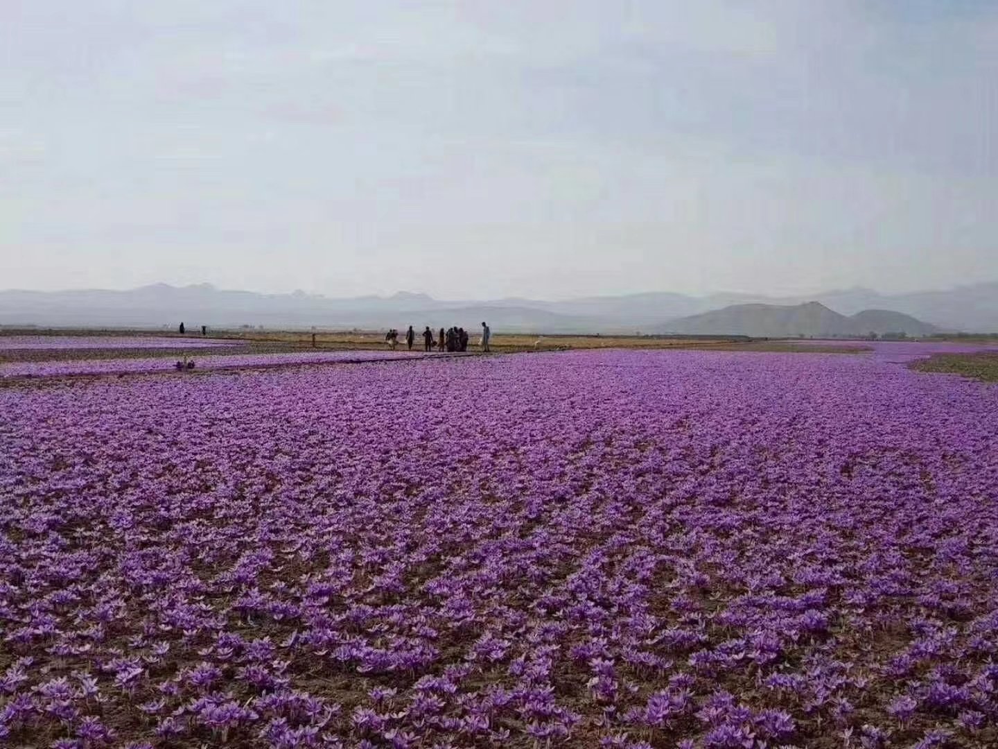紫菜苔花盛开在田间，呈现出鲜艳的紫色花朵
