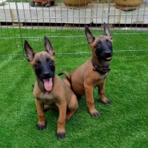 纯种马犬活体马犬马犬幼犬活体马犬德牧比利时马犬幼犬活体马