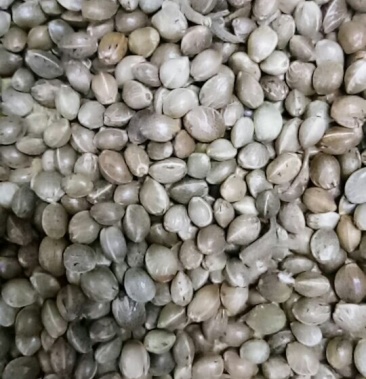 火麻子火麻仁麻籽榨油喂鸟