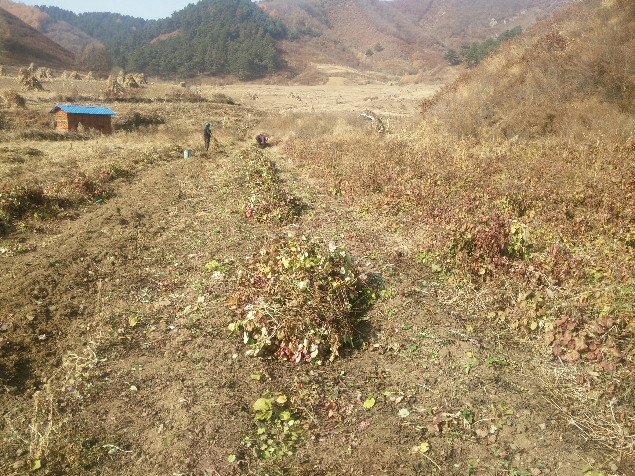 田间管理人员正在进行中耕除草,保持土壤疏松透气 芝麻田间管理