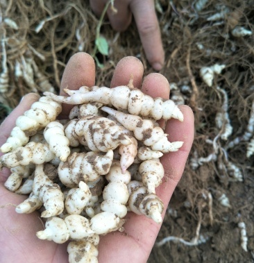 甘露子地环螺丝菜草石蚕宝塔菜