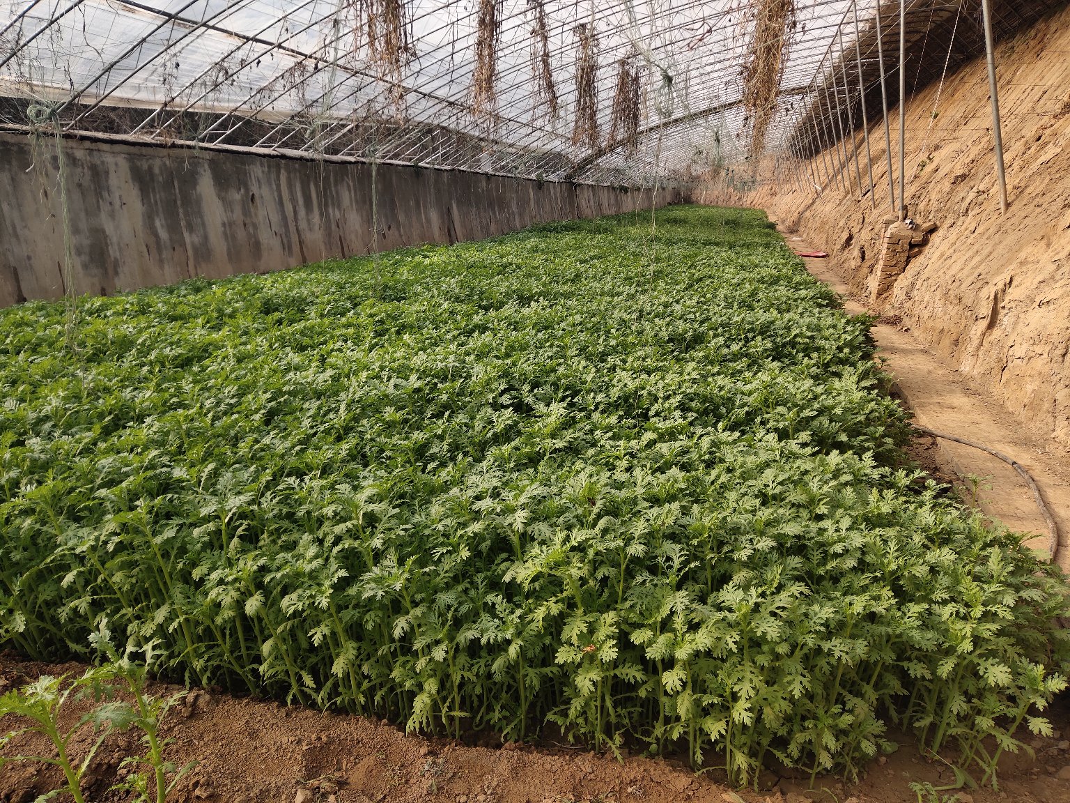 茼蒿温室种植场景