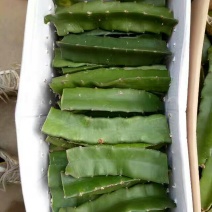 火龙果苗