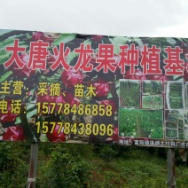 红心火龙果苗