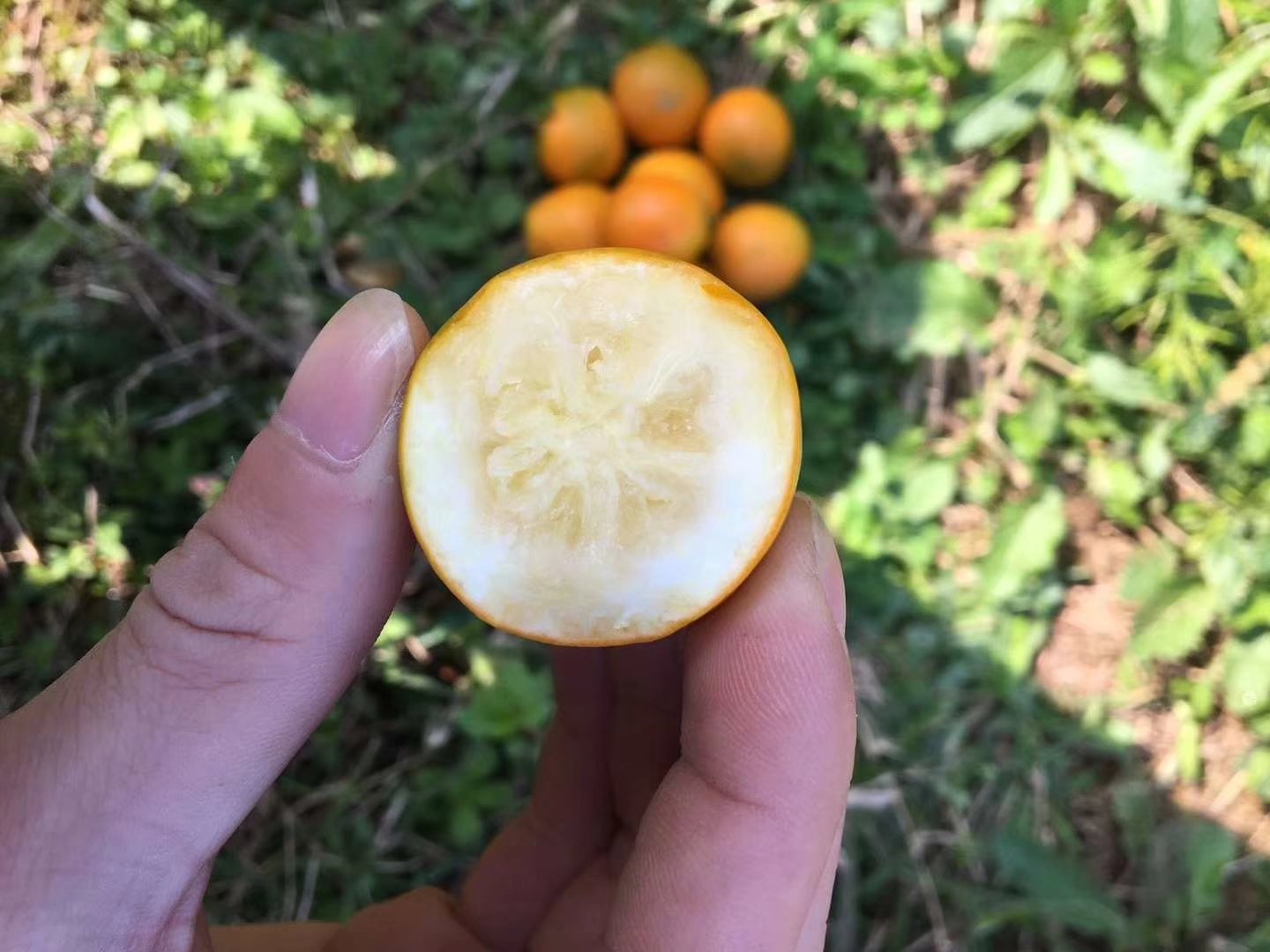 显微镜下展示野生小金桔果皮的横截面结构,清晰可见油胞密集分布,细胞间隙富含黄色油脂状物质,标注出柠檬烯、橙皮苷等主要活性成分的位置,背景为实验室科研场景 野生小金桔果皮微观结构示意图