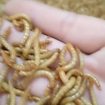 黄粉虫