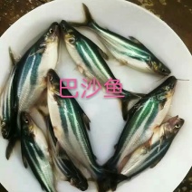 巴沙鱼