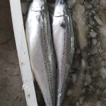 鲅鱼，马交鱼