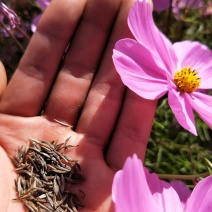 波斯菊