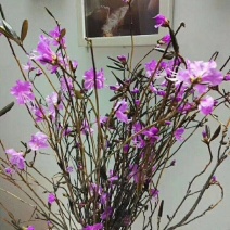 干枝杜鹃花