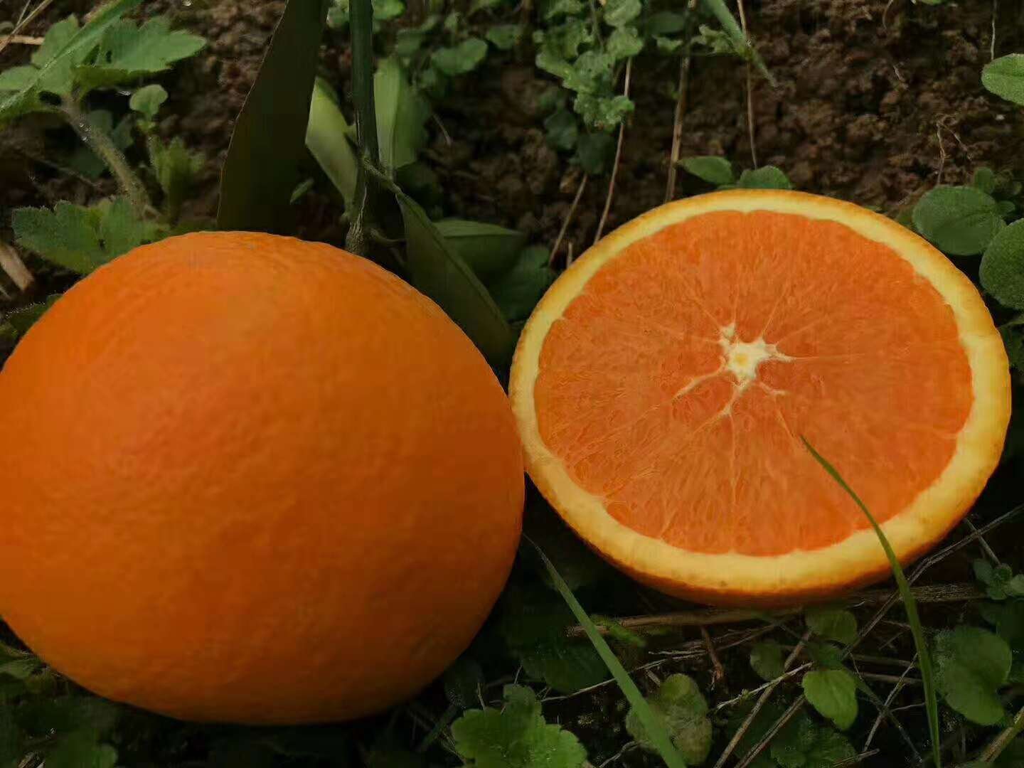 甜橙切开对比图