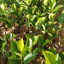 马来西亚一号菠萝蜜苗量大更优惠。
