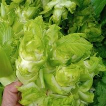 特级中熟儿菜大量上市了，