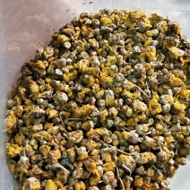 野菊花